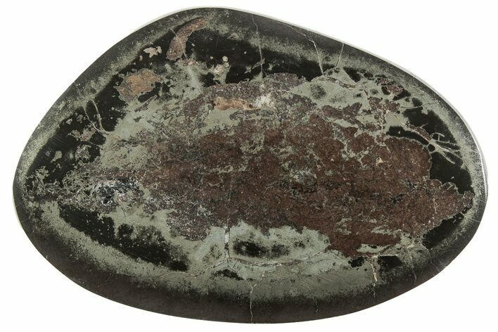 Polished Fish Coprolite (Fossil Poo) Nodule Half - Scotland #242072